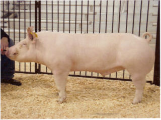 Texas Show Pig Gathering